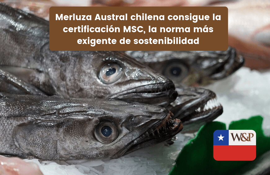 merluza austral chilena certificacion msc sostenibilidad