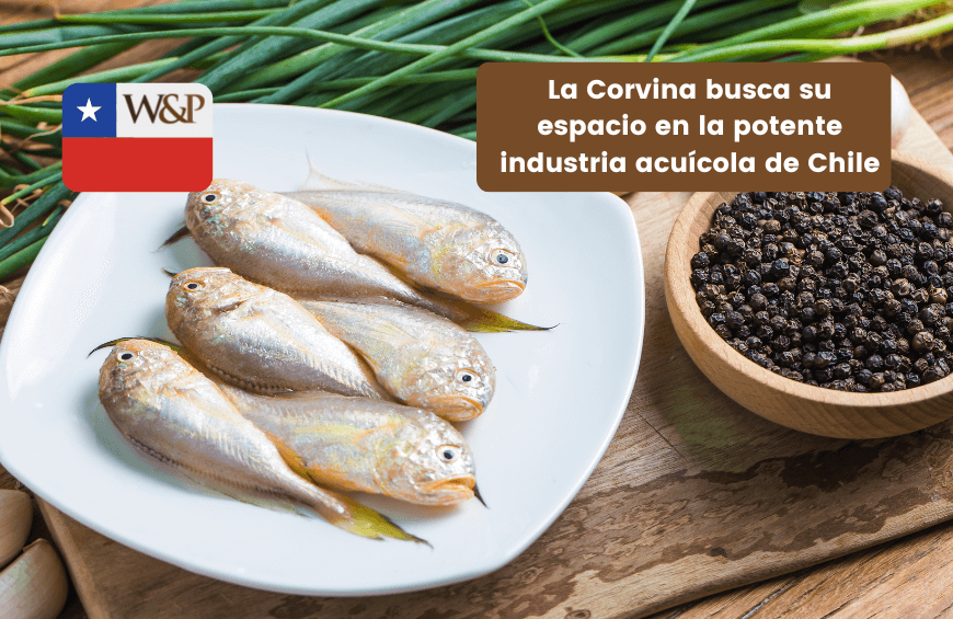corvina industria acuicola chile